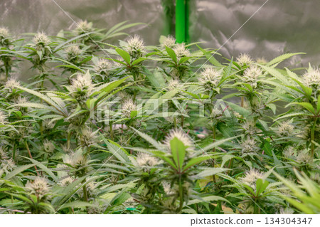 female early blossom marijuana SoG Sea of Green net hemp cultivation technique Growing pot indoor bloom stage growth Medical female early blossom marijuana SoG Sea of Green net hemp cultivation technique Growing pot indoor bloom stage growth Medical 134304347