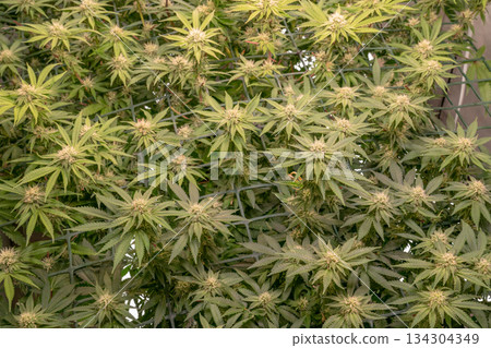 female early blossom marijuana SoG Sea of Green net hemp cultivation technique Growing pot indoor bloom stage growth Medical female early blossom marijuana SoG Sea of Green net hemp cultivation technique Growing pot indoor bloom stage growth Medical 134304349