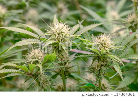 female early blossom marijuana SoG Sea of Green net hemp cultivation technique Growing pot indoor bloom stage growth Medical female early blossom marijuana SoG Sea of Green net hemp cultivation technique Growing pot indoor bloom stage growth Medical 134304361