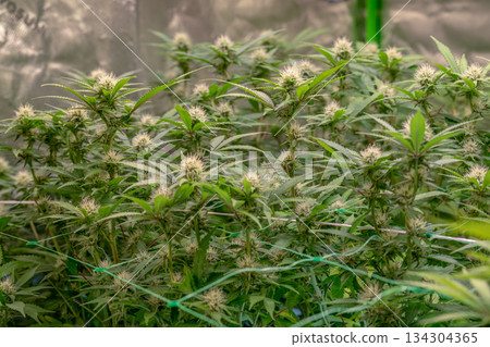 female early blossom marijuana SoG Sea of Green net hemp cultivation technique Growing pot indoor bloom stage growth Medical female early blossom marijuana SoG Sea of Green net hemp cultivation technique Growing pot indoor bloom stage growth Medical 134304365