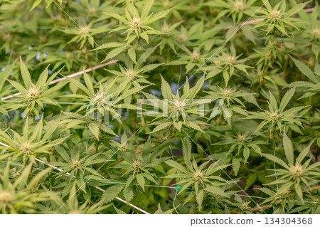 female early blossom marijuana SoG Sea of Green net hemp cultivation technique Growing pot indoor bloom stage growth Medical female early blossom marijuana SoG Sea of Green net hemp cultivation technique Growing pot indoor bloom stage growth Medical 134304368