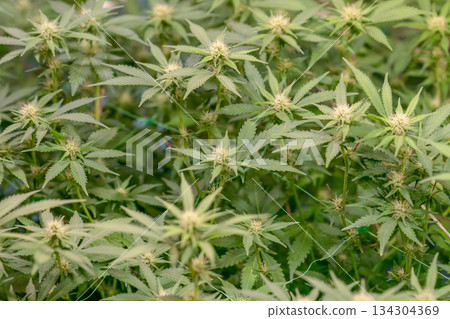 female early blossom marijuana SoG Sea of Green net hemp cultivation technique Growing pot indoor bloom stage growth Medical female early blossom marijuana SoG Sea of Green net hemp cultivation technique Growing pot indoor bloom stage growth Medical 134304369