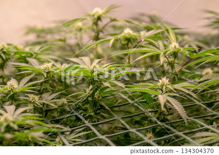 female early blossom marijuana SoG Sea of Green net hemp cultivation technique Growing pot indoor bloom stage growth Medical 134304370