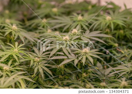 female early blossom marijuana SoG Sea of Green net hemp cultivation technique Growing pot indoor bloom stage growth Medical female early blossom marijuana SoG Sea of Green net hemp cultivation technique Growing pot indoor bloom stage growth Medical 134304371