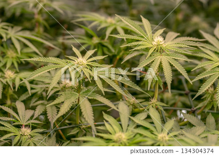 female early blossom marijuana SoG Sea of Green net hemp cultivation technique Growing pot indoor bloom stage growth Medical female early blossom marijuana SoG Sea of Green net hemp cultivation technique Growing pot indoor bloom stage growth Medical 134304374