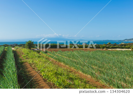三浦半島的田野和海景 134304620
