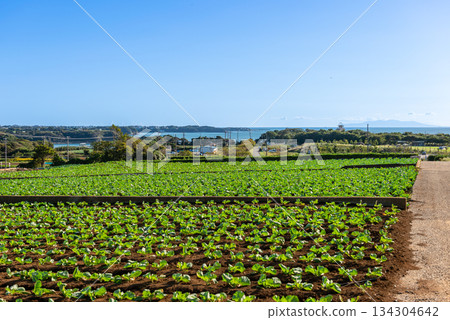 從田野上可以看到三浦半島的海洋景色。 134304642