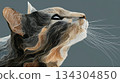 Highly stylized, abstract illustration of a cat's head in profile, created with curving, flowing lines resembling contours and brushstrokes in various earth tones. 134304850