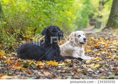Dogs are lying in the path in an autumn park. Dogs are lying in the path in an autumn park. 134305050