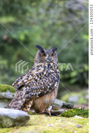 Eurasian eagle owl is looking at the camera. Eurasian eagle owl is looking at the camera. 134305053