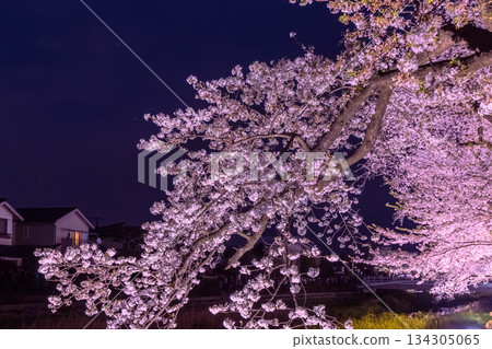 Illuminated cherry blossoms along Nogawa River Illuminated cherry blossoms along Nogawa River 134305065