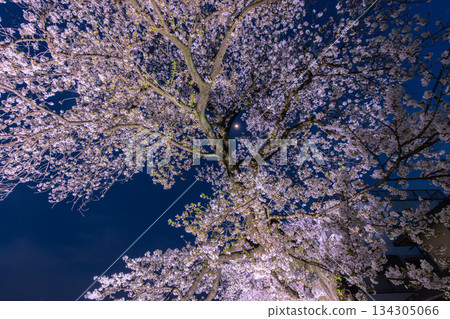 Illuminated cherry blossoms along Nogawa River Illuminated cherry blossoms along Nogawa River 134305066