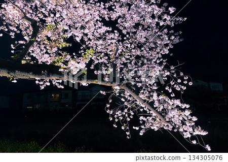 Illuminated cherry blossoms along Nogawa River 134305076