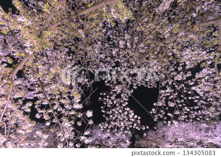 Illuminated cherry blossoms along Nogawa River Illuminated cherry blossoms along Nogawa River 134305083