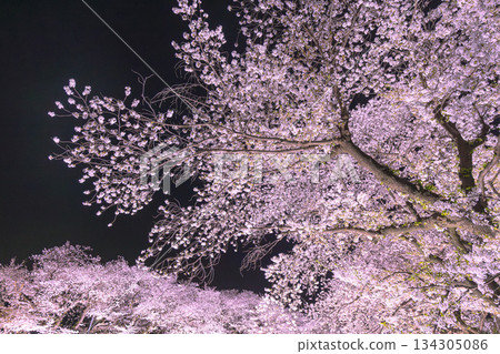 Illuminated cherry blossoms along Nogawa River Illuminated cherry blossoms along Nogawa River 134305086