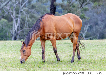 A brown horse grazing on grass in an agricultural field 134305353