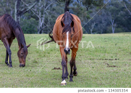 A brown horse grazing on grass in an agricultural field 134305354