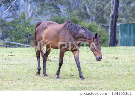A brown horse grazing on grass in an agricultural field A brown horse grazing on grass in an agricultural field 134305361