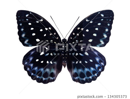 A blue butterfly known as Lexias cyanipardus is shown alone. Its wings display a variety of colors and patterns. The background is plain, highlighting the butterfly's features clearly. 134305373