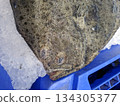 A chilled flounder fish is placed on ice in a display case at a supermarket. The fish is part of the seafood selection available to customers. 134305377