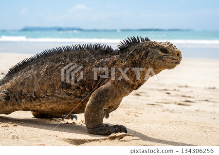 Marine iguana on the sandy shores of Isabela Island, Galapagos Archipelago, Ecuador Marine iguana on the sandy shores of Isabela Island, Galapagos Archipelago, Ecuador 134306256