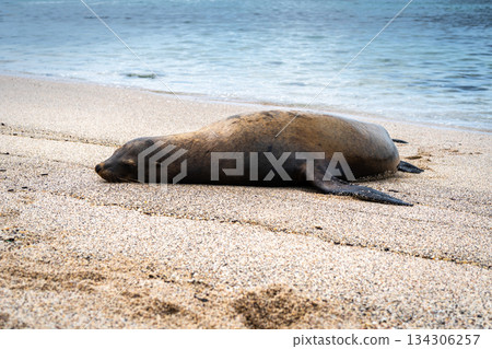 Sea Lion Posing on Playa Loberia Beach 134306257