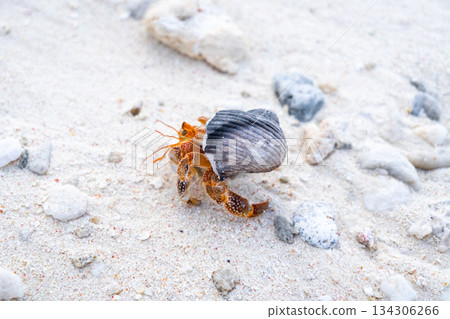 Hermit crab on a white sand beach in Maupiti, French Polynesia 134306266