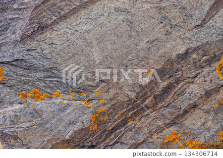 Rough textured rocks covered with vibrant orange lichen outdoors 134306714