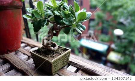 Miniature tree with twisted branches in pot on balcony with green background Generative AI 134307142