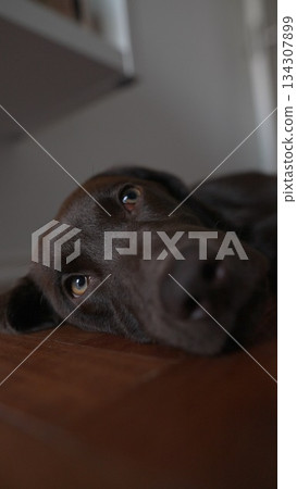 A Relaxed Dog Lying Comfortably on the Floor with a Gentle and Peaceful Expression of Joy A Relaxed Dog Lying Comfortably on the Floor with a Gentle and Peaceful Expression of Joy 134307899