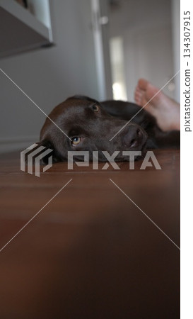 A Relaxed Dog Enjoys a Calm Home Environment Filled With Comfort and Love at Home A Relaxed Dog Enjoys a Calm Home Environment Filled With Comfort and Love at Home 134307915