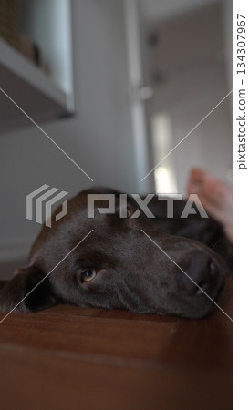 A Relaxed Dog Comfortably Lying on a Wooden Floor in a Cozy and Inviting Home Atmosphere A Relaxed Dog Comfortably Lying on a Wooden Floor in a Cozy and Inviting Home Atmosphere 134307967