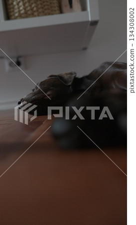 A Peaceful Dog Gently Napping Comfortably on a Cozy Couch in a Warm, Happy Home Environment A Peaceful Dog Gently Napping Comfortably on a Cozy Couch in a Warm, Happy Home Environment 134308002