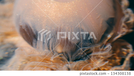 Dripping glitter. Defocused art splash. Shimmering ink golden beige flow glass ball. Dissolving color shiny dye in water abstract background. 134308138
