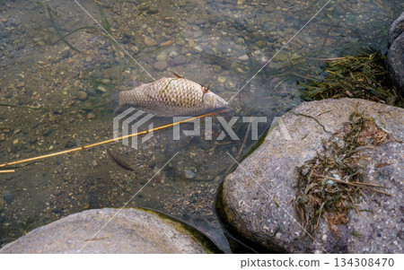 One large dead fish floating in the water off a rocky shore in Italy. Environmental problems 134308470