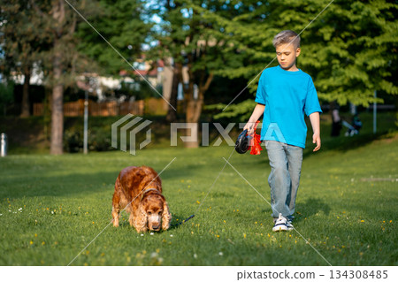 A cute boy in a blue T-shirt walks on a leash with his spaniel dog in a city park. 134308485