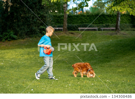 A boy in a blue T-shirt walks on a leash with his spaniel dog in a city park 134308486