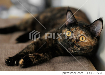 Tortoiseshell cat lying on sofa indoors Tortoiseshell cat lying on sofa indoors 134308531