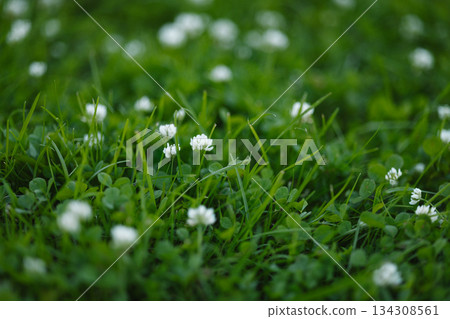 White clover flowers growing in green grass White clover flowers growing in green grass 134308561