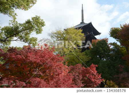 京都南區九條町東寺五層塔的秋天 134308576