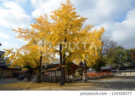 東寺的秋景：京都南區九條町，東寺院內銀杏樹的葉子泛黃 134308577
