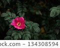 Pink wild rose flower with insect on petals 134308594