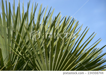 Palm leaf pattern 134308744