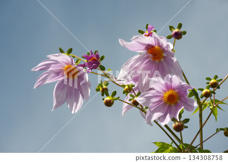 達利亞皇帝 134308758