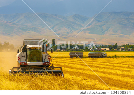 Combine harvester working in serene rural field during daytime 134308854
