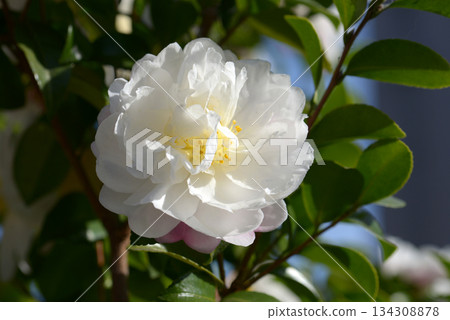白山花 白山花 134308878