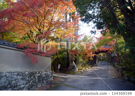 Autumn leaves along the approach to Akayama Zen Temple, Sakyo Ward, Kyoto City 134309199
