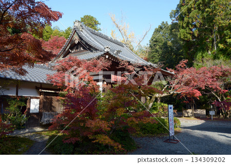 Autumn leaves at Jizo Hall, Sekisan Zen Temple, Sakyo Ward, Kyoto City Autumn leaves at Jizo Hall, Sekisan Zen Temple, Sakyo Ward, Kyoto City 134309202