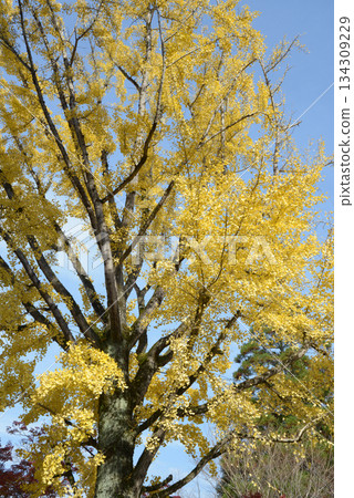 Yellow leaves of ginkgo biloba Yellow leaves of ginkgo biloba 134309229