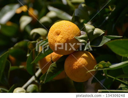 Mandarin orange Mandarin orange 134309248